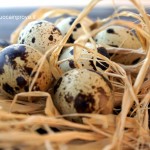Uova di Quaglia - Diana Grandin Foodblog